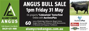 63  Angus Bulls