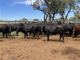 262  Angus X Santa Gertrudis Cows & Calves