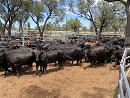 262  Angus X Santa Gertrudis Cows & Calves